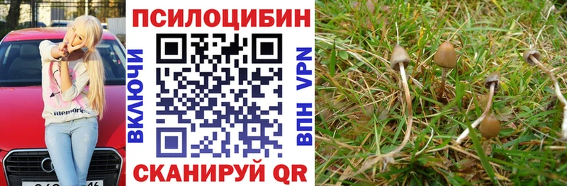 Купить  Новозыбков  Псилоцибиновые грибы Psilocybe 
